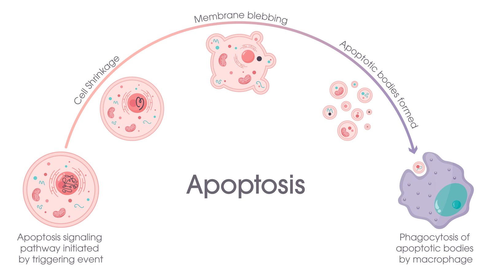Induction of Apoptosis